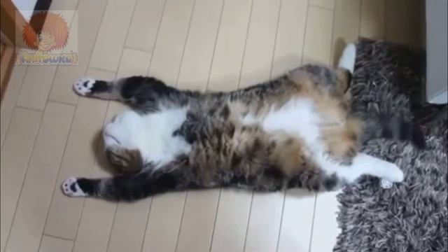 Прикольные кошки и собаки!!! смотреть онлайн