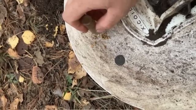 Видео от подписчика. Приборное золото Minelab GPZ 7000. Катуш?