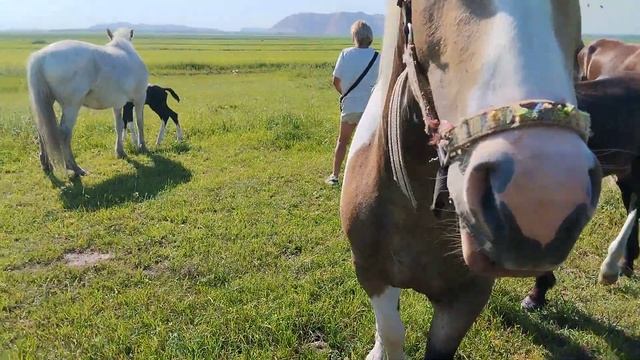 покрыть кобыл, не кем.