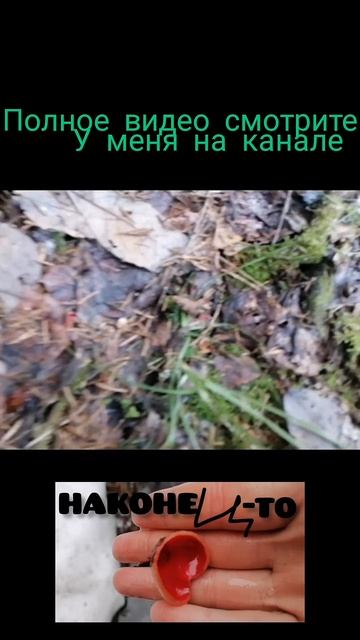 #грибы #грибалка #лес #гриб #грибы2025 смотреть онлайн