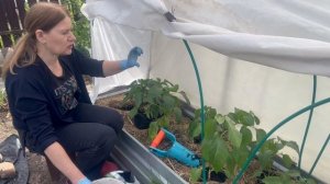 Перцы любят  тесноту, сажаем в открытый грунт.