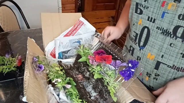 🌸Посылка с АгроВиолы🌸2.10.2024г🌸Укорененный черенок?