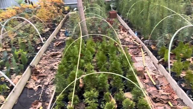 Полив саженцев зимой. Поливать или нет. Ответ для подп?