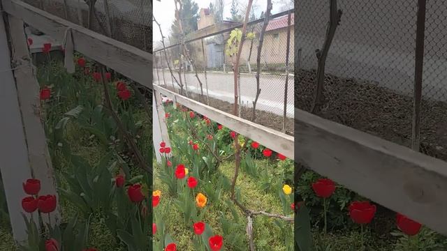 Солнце появился и тюльпан мои дружно открылис👍👍👍 смотреть онлайн