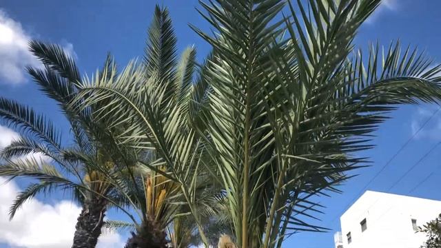 Цветет финиковая  пальма