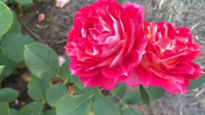 Роза Манго Романтика (Mango Romantica (MEIpaondre), Meilland Франция, 2010