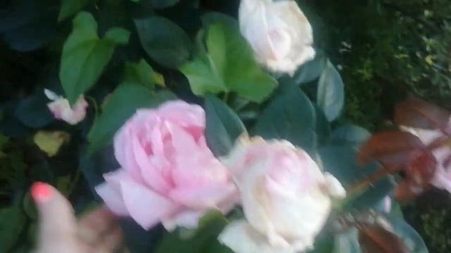 Мой сад, мои цветочки на 25 июня. Владимирская область. смотреть онлайн