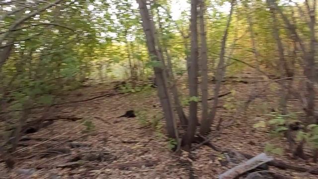 По старым местам 🐾металла коп 2021с xp Deys, xp opx. смотреть онлайн