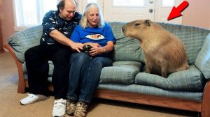 Самые большие грызуны в мире! Это вам не мышки!