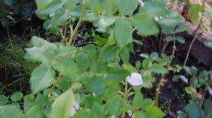 РОЗА ХЕРИТЕЙДЖ (Heritage) быстро осыпается. 08.06.2024 УКРАИНА ?