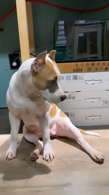 Когда Стаффорду немного скучно #shorts #staff смотреть онлайн