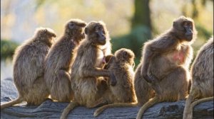 КАК СТАТЬ ФЕМБОЕМ???? #эмо  #постирония #фембой