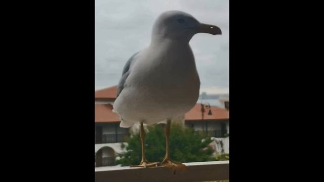 Александр Грин - Голос Сирены (читает Борис Емец)