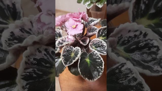 Фиалочная поляна