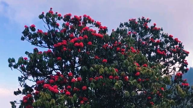 Гималаи I релакс-видео I Цветущие Рододендроны I Дхаула