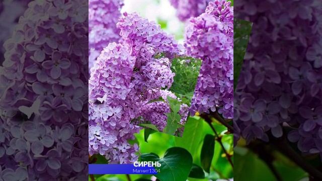 СИРЕНЬ