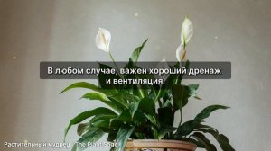ПОЧЕМУ НЕ ЦВЕТЕТ СПАТИФИЛЛУМ? 1 ЛОЖКА ПРЕВРАТИТ ЖЕНСКО