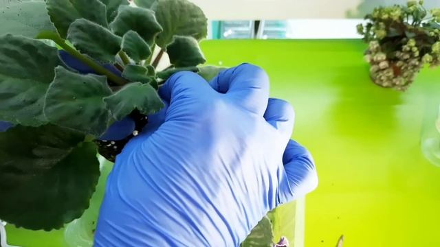 Почему фиалка портит листья? Как её лучше пересадить? ?