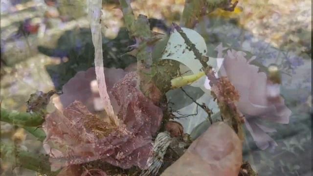 Ну , теперь уж точно последняя посылка с розами))).Акаде