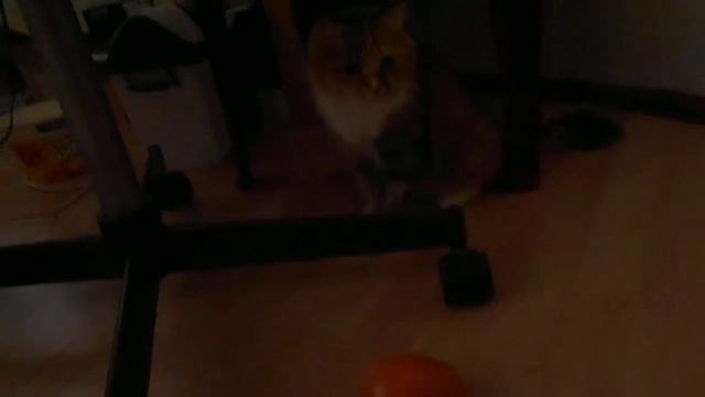"Загипнотозированная" кошка Подушка :) смотреть онлайн