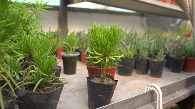 Теплица с суккулентами смотреть онлайн