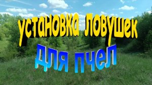 Роеловство. Установка ловушек для пчел