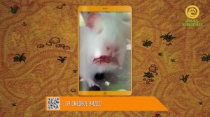 Новые выпуски программы Живой журнал на канале В Мире Животных!