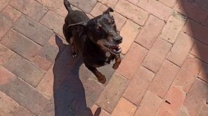 Собака играет мячом.