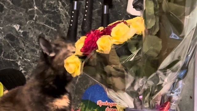 Кошка Фрося снова розы ест…