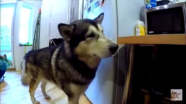 ХАСКИ І МАЛАМУТ РОКИ МАЙК РЕКСИ смотреть онлайн