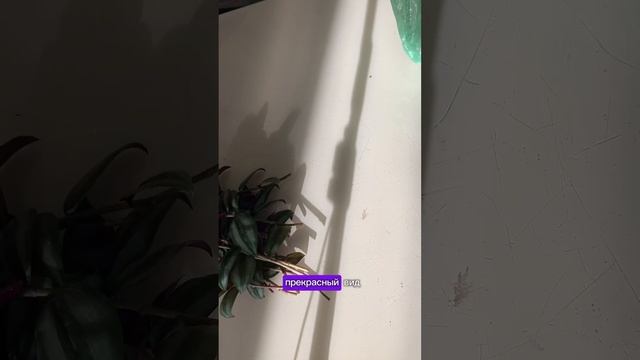 #традесканция #plants #растения #plantcare #комнатныерастения