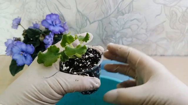 КАК правильно САЖАТЬ детку ФИАЛКИ! смотреть онлайн