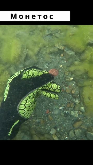 Нокта Симплекс Подводный коп #shorts # коп #shortvideo смотреть онлайн