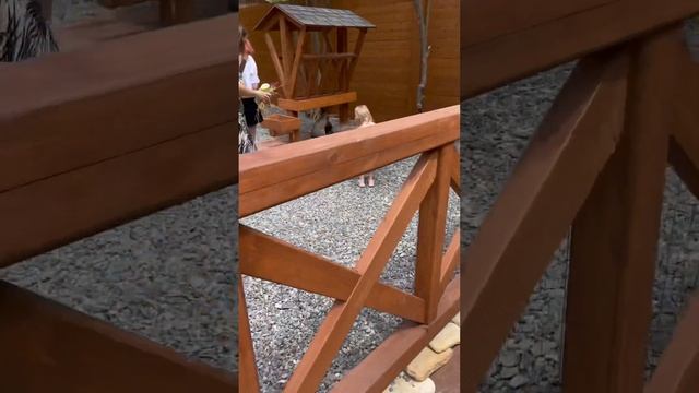 Сочи.2. Море, рестораны, альпака парк. Отдых завершаетс? смотреть онлайн