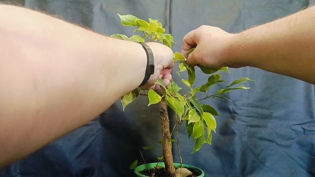 √7 фикус1 бонсай