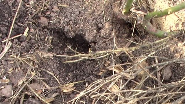 Укрывать РОЗЫ под зиму, а может, нет. Опилки - хорошая и?