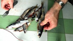 Красная рыба из нашей речной рыбы, но рецепт ещё не точный (на доработке) и как чистить вяленую рыбу