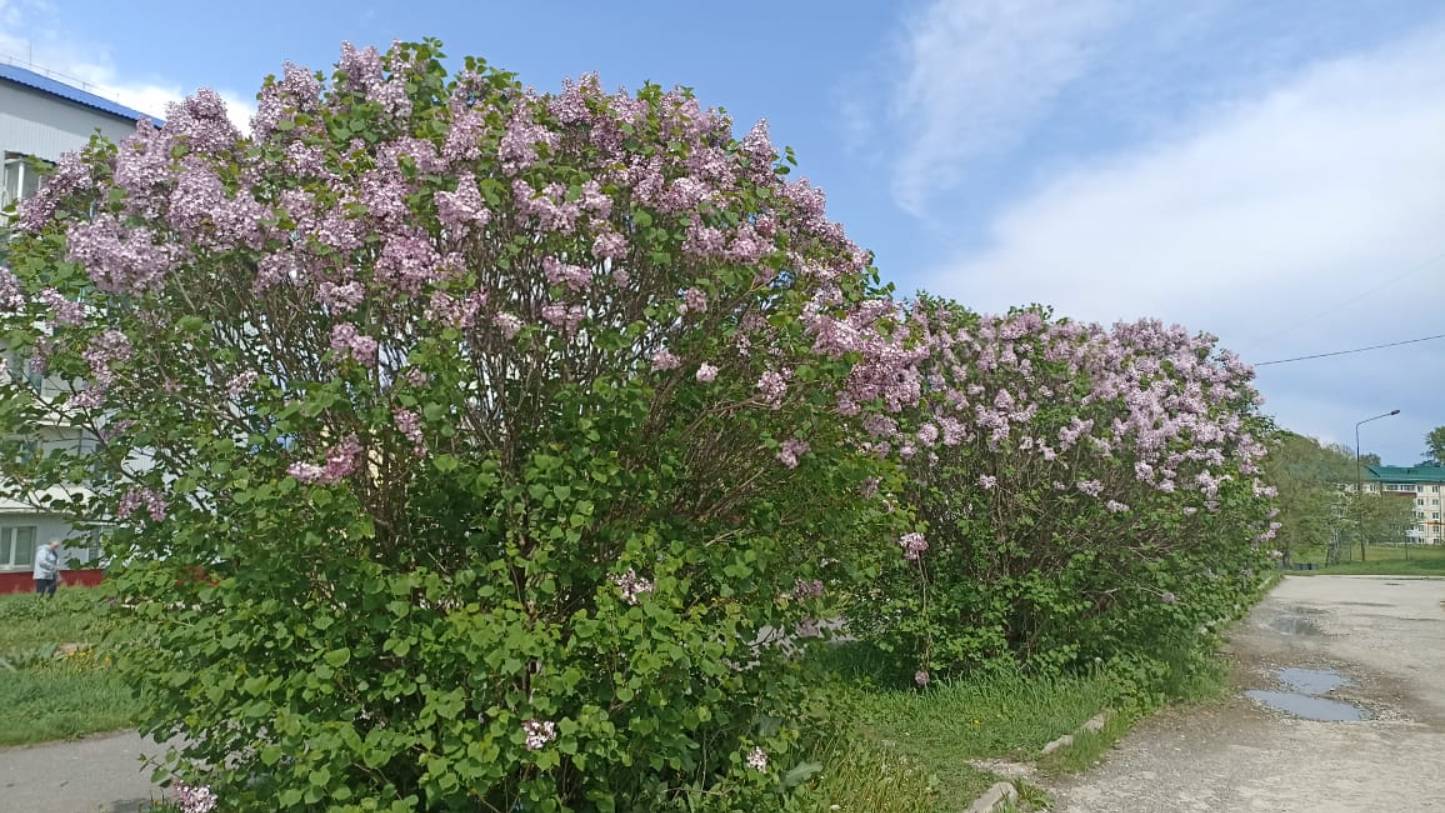 Сиреневое утро! ) смотреть онлайн