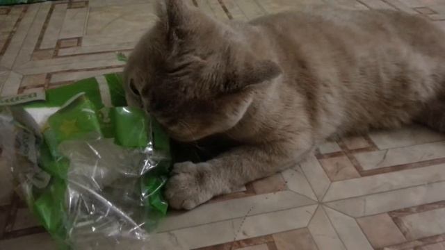 Кот рвет туалетную бумагу смотреть онлайн
