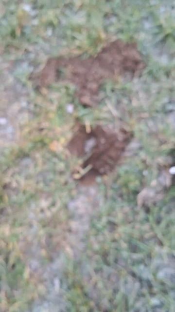 ПЕРВАЯ НАХОДКА В 7 УТРА!!! КОП, МЕТАЛЛОИСКАТЕЛЬ, ПРИБОРН смотреть онлайн