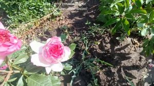 Роза Тьерри Маркс