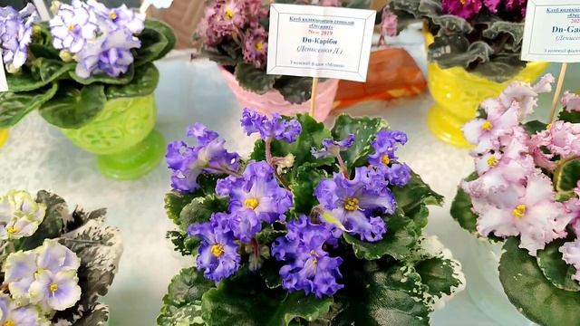 Виставка фіалок на Рогнідинській в м. Київ 19-21 квітня 20