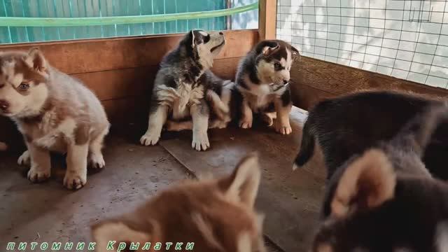 Предлагаем щенков сибирского хаски, мальчиков и девочек, родились 7 апреля 2025 года