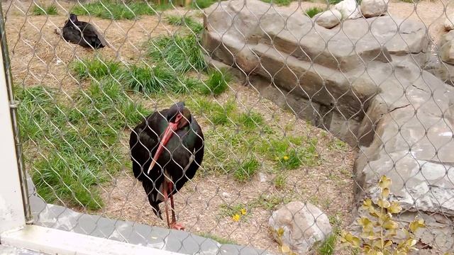 Московский зоопарк. Чёрный аист.