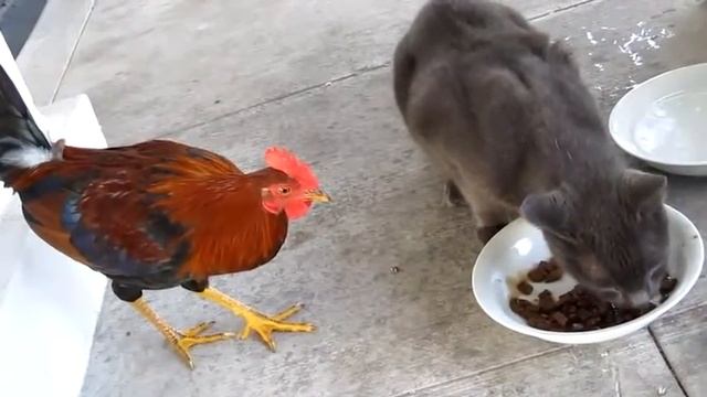 Петух ворует у кота корм прикол! смотреть онлайн