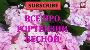 ГОРТЕНЗИИ. ВЕСЕННИЙ УХОД