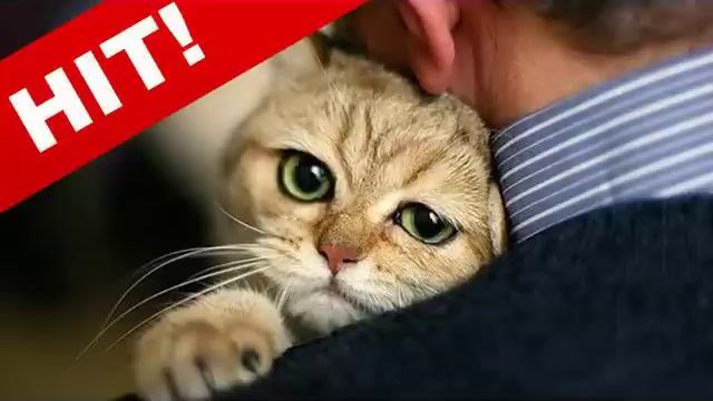 Говорящий Кот! Умора! (Speaking Cat) смотреть онлайн