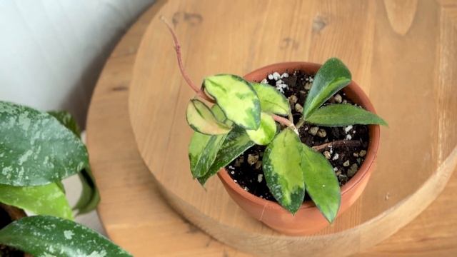 Hoya Phuwuaensis Variegata спустя 9 месяцев