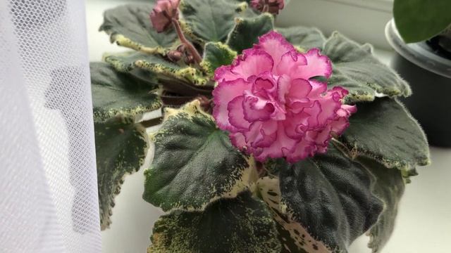 Фиалки. Цветение фиалок в апреле 2025 г. Часть 2. смотреть онлайн