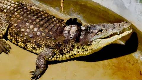 Это ЖЕСТЬ, в вольере с крокодилом мы еще небыли, они оказывается рычат! смотреть онлайн